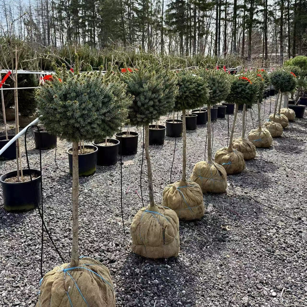 Standard Serbian Spruce