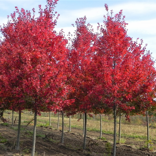 Native Red Maple