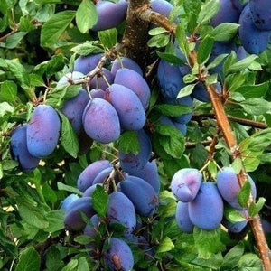 Italian Dwarf Plum 64