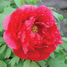 Load image into Gallery viewer, Tree Peony, Red