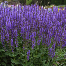Load image into Gallery viewer, Sage, Blue by You