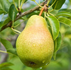 Bartlett Dwarf Pear 60