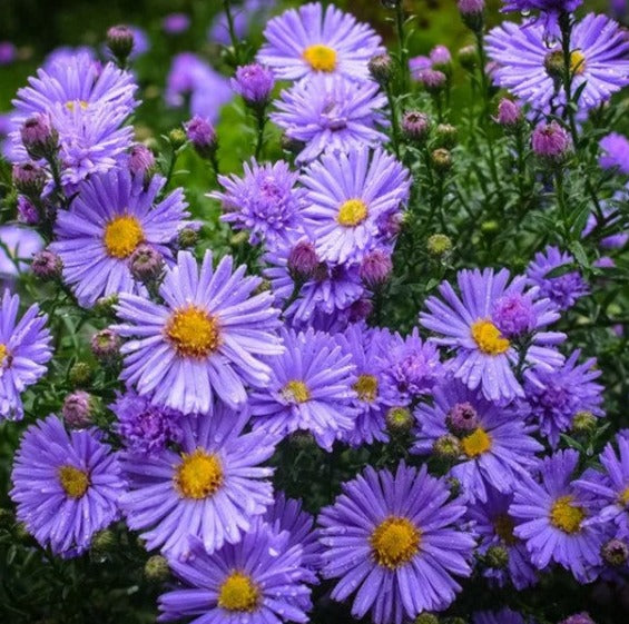 Aster, Wood's Blue