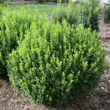 Load image into Gallery viewer, Boxwood, Winter Gem