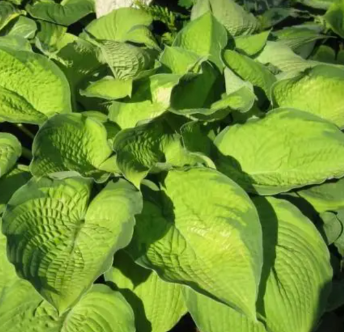 Hosta, Inniswood