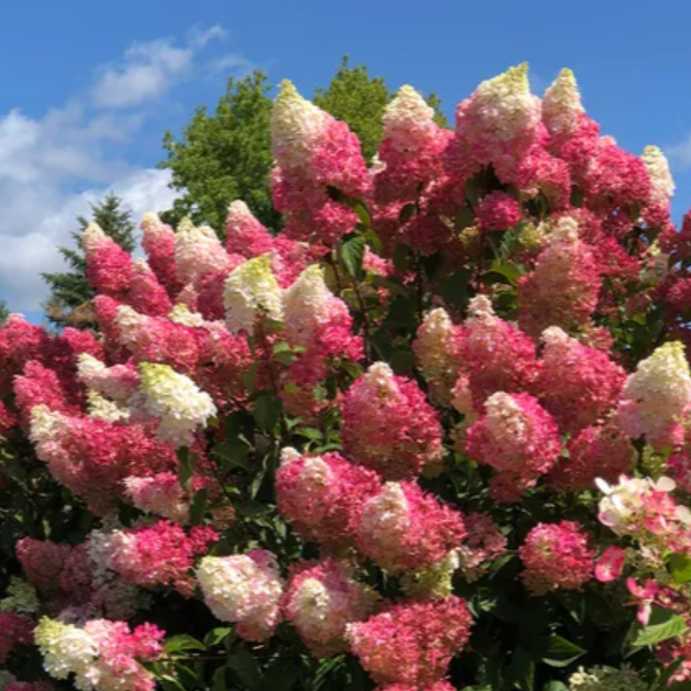 Hydrangea, Berry White