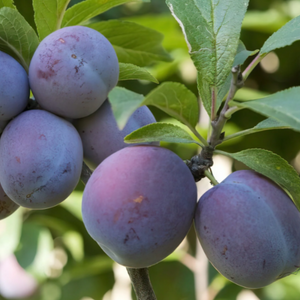 Italian Dwarf Plum 64