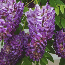 Load image into Gallery viewer, Wisteria, Amethyst Falls