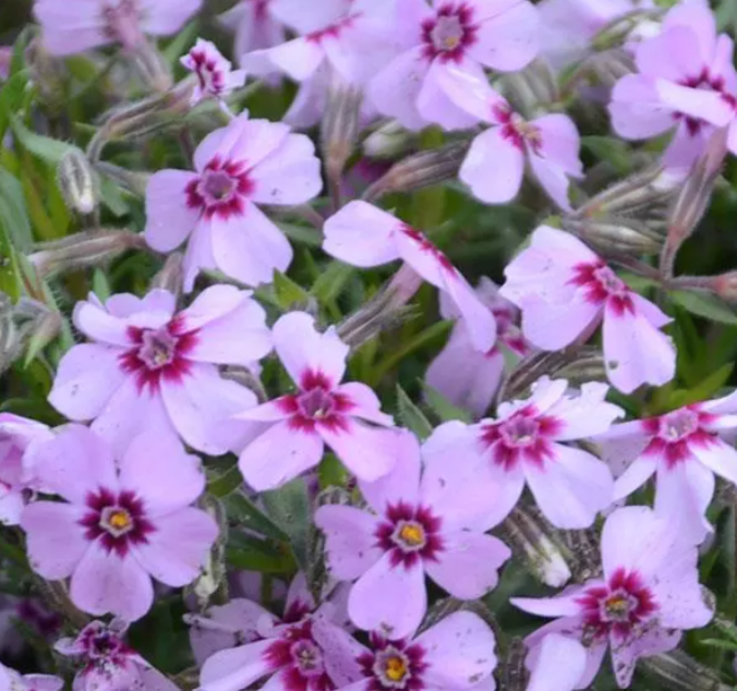 Creeping Phlox, Eye Candy