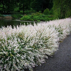 Dappled Willow, Hakuro Nishiki