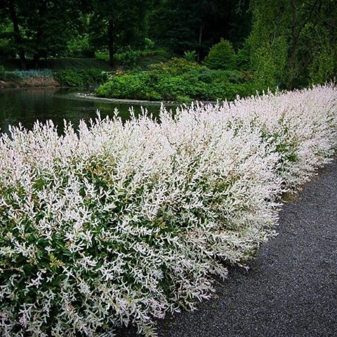 Dappled Willow, Hakuro Nishiki