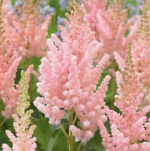 Load image into Gallery viewer, Astilbe, Visions Inferno