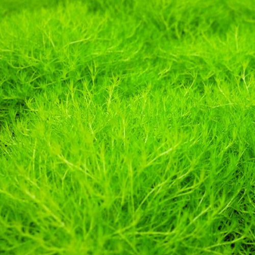 Scotch Moss