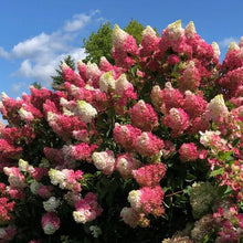 Load image into Gallery viewer, Standard Hydrangea, Berry White