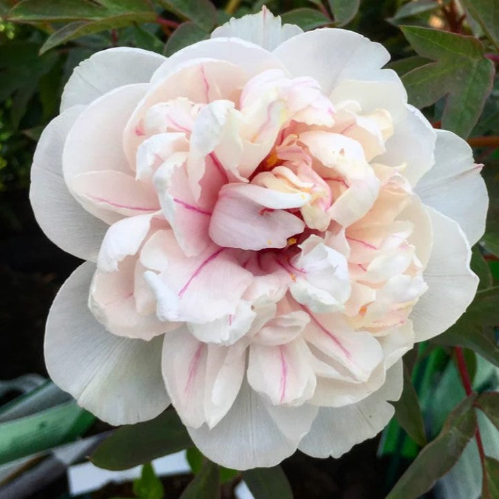 Tree Peony 景玉