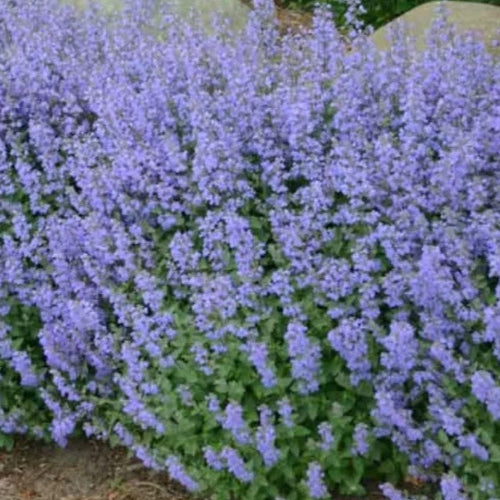 Purrsian Blue Catmint