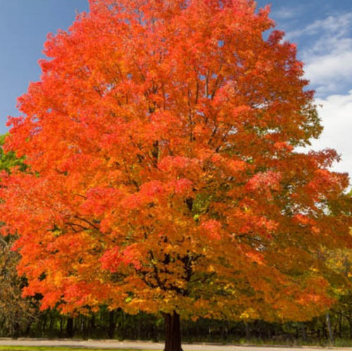 Sugar Maple