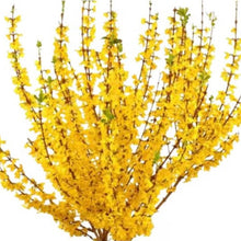 Load image into Gallery viewer, Northern Gold Forsythia