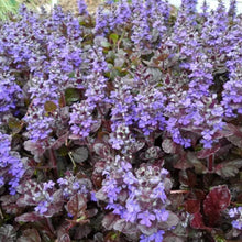 Load image into Gallery viewer, Bugleweed, Black Scallop