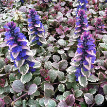 Load image into Gallery viewer, Bugleweed, Burgundy Glow