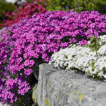 Load image into Gallery viewer, Creeping Phlox, Emerald Pink