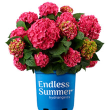 Load image into Gallery viewer, Hydrangea, Summer Crush