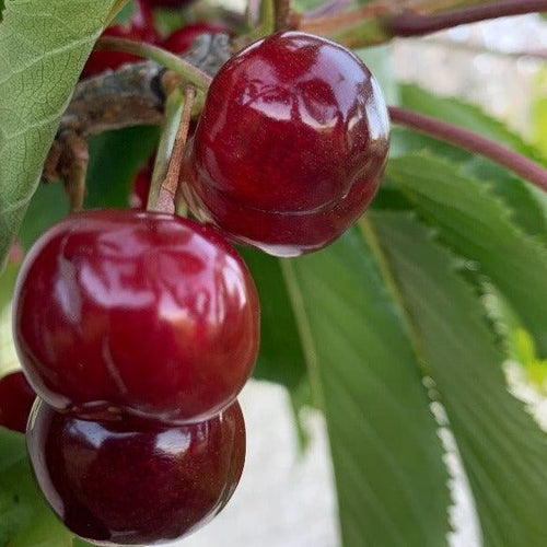 Vandalay Sweet Cherry Tree