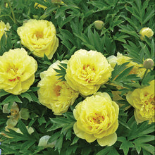 Load image into Gallery viewer, Tree Peony, Yellow