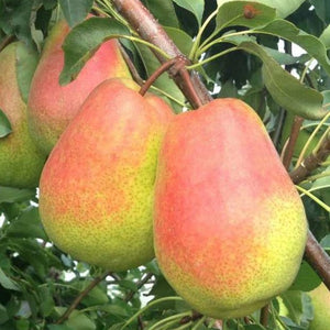 Pear Tree, Harrow Crisp 62