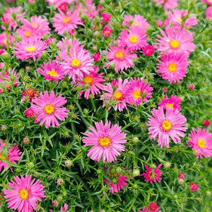 Aster, Woods Pink