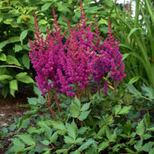 Load image into Gallery viewer, Astilbe, Visions in Red
