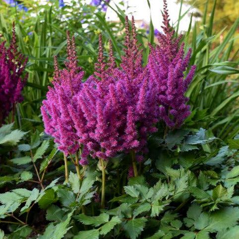 Garden Astilbe, Purple