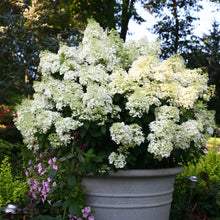 Load image into Gallery viewer, Hydrangea, Bobo