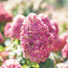 Load image into Gallery viewer, Hydrangea, Limelight Prime