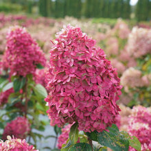 Load image into Gallery viewer, Hydrangea, Limelight Prime