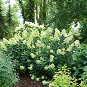 Hydrangea, Limelight Prime