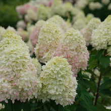 Load image into Gallery viewer, Hydrangea, Limelight Prime