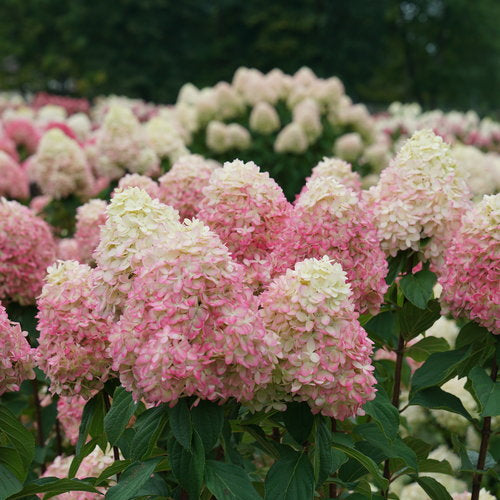 Hydrangea, Limelight Prime