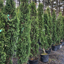 Load image into Gallery viewer, DeGroot’s Spire Cedar