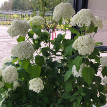 Load image into Gallery viewer, Hydrangea, Annabelle