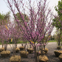 Load image into Gallery viewer, Eastern Redbud Tree 43