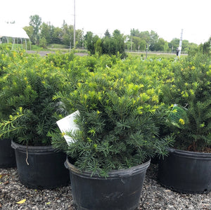 Brown's Yew