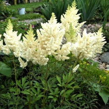Load image into Gallery viewer, Astilbe, Visions in White