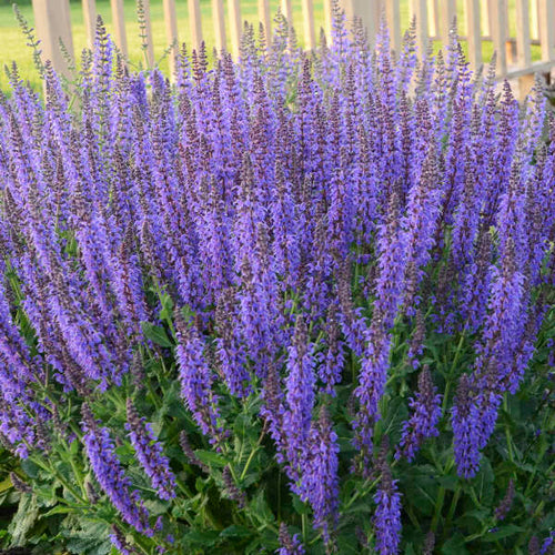 Sage, May Night