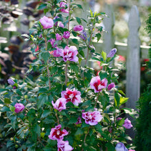 Load image into Gallery viewer, Rose of Sharon, Purple Pillar