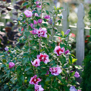 Rose of Sharon, Purple Pillar