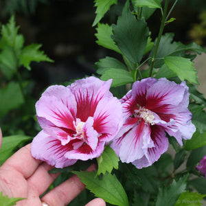 Rose of Sharon, Purple Pillar