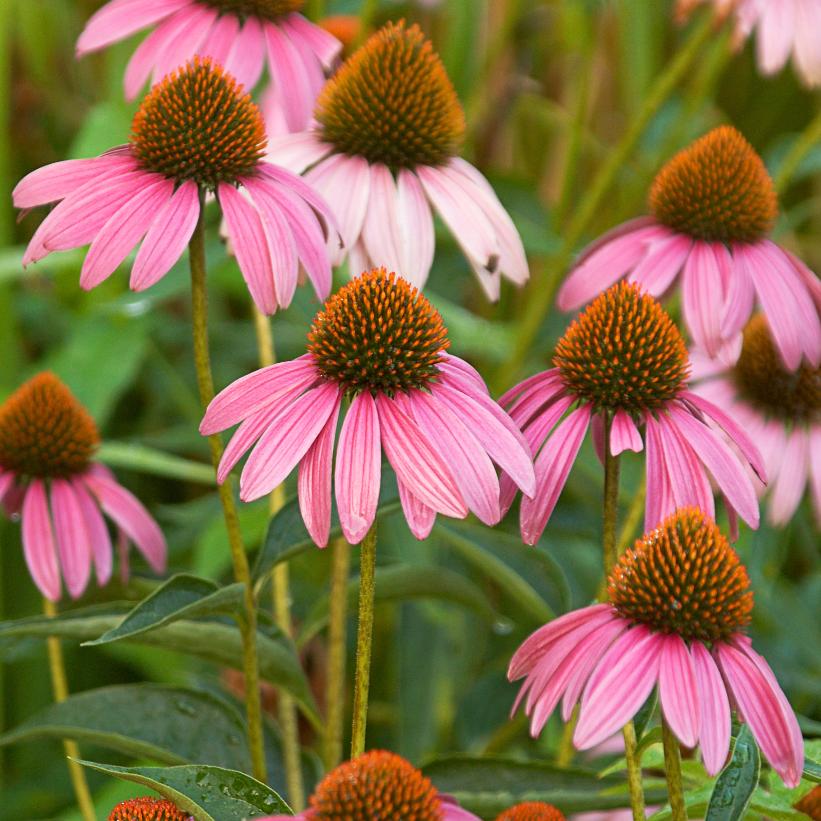 Purple Coneflower