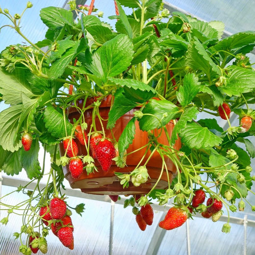 Strawberry Hanging Basket