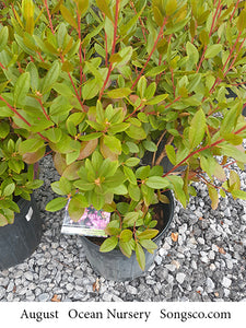 Elite PJM Rhododendron - Garden Centre - Nursery